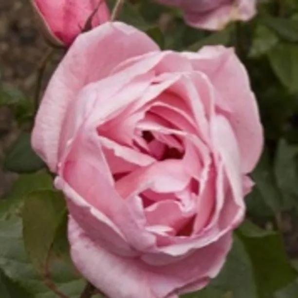 Queen Elizabeth Floribunda Rose (Rosa Queen Elizabeth)